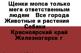 Щенки мопса только мега-ответственным людям - Все города Животные и растения » Собаки   . Красноярский край,Железногорск г.